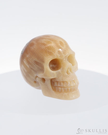 Gem Skull Of Coral Fossil Carved Realistic Tiny Gemstone