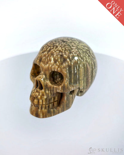 Gem Skull Of Coral Fossil Carved Realistic Tiny Gemstone