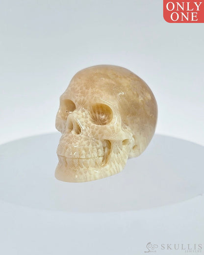 1.1’’ Coral Fossil Carved Gem Skull Skullis Realistic - I9500068 Tiny Gemstone