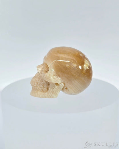 1.1’’ Coral Fossil Carved Gem Skull Skullis Realistic - I9500068 Tiny Gemstone