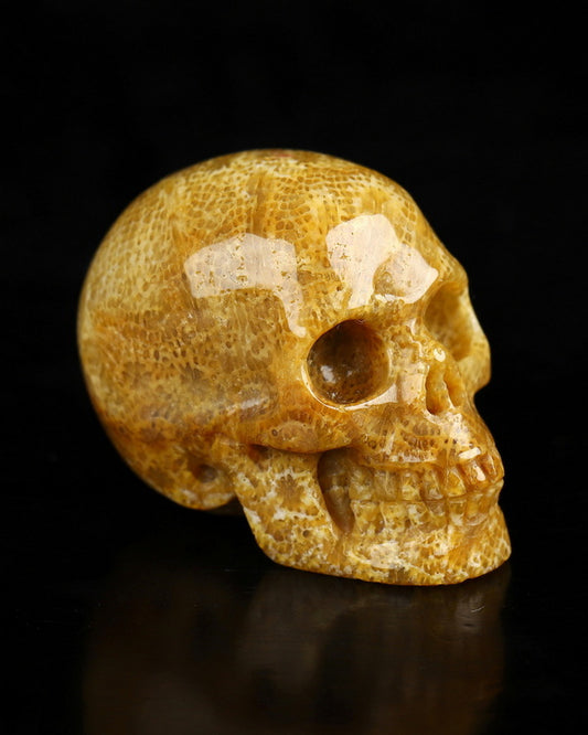 Gem Skull of Coral Fossil Carved Skull, Realistic