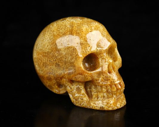 Gem Skull of Coral Fossil Carved Skull, Realistic