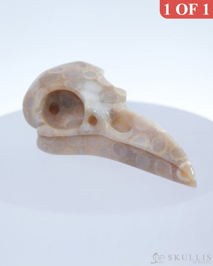 Gem Raven Skull Pendant Necklace Of Coral Fossil Crystal - 9500179 Pendants